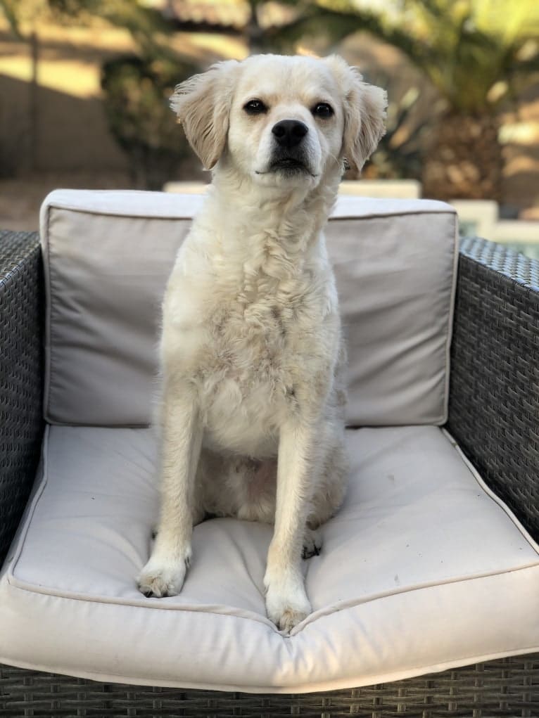 Sammy, a Cocker Spaniel and Poodle (Small) mix tested with EmbarkVet.com