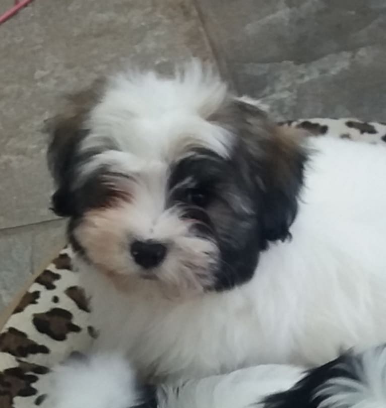 Liam, a Havanese tested with EmbarkVet.com