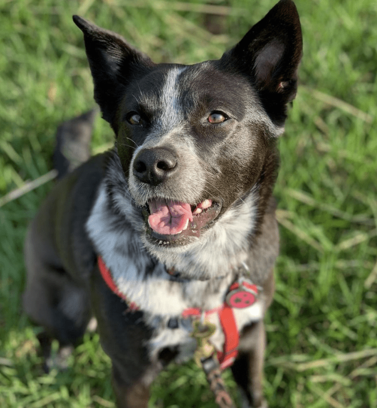 Tex, an Australian Cattle Dog and Labrador Retriever mix tested with EmbarkVet.com