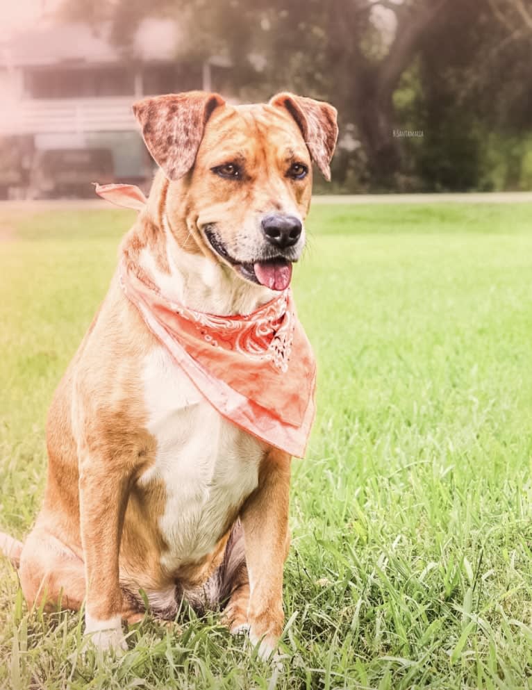 Roxie, an American Pit Bull Terrier and Australian Shepherd mix tested with EmbarkVet.com