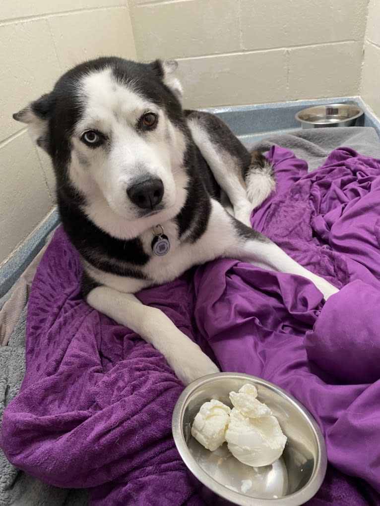 Arto, a Siberian Husky tested with EmbarkVet.com