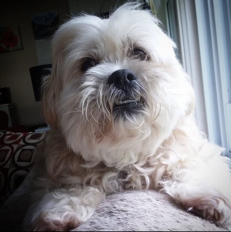 Ziggy Stardust, a Lhasa Apso and Shih Tzu mix tested with EmbarkVet.com