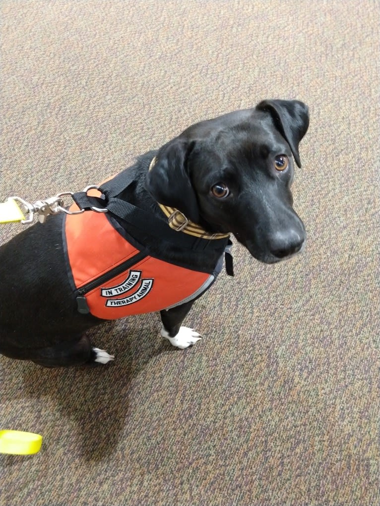 Lumos, an American Pit Bull Terrier and Treeing Walker Coonhound mix tested with EmbarkVet.com