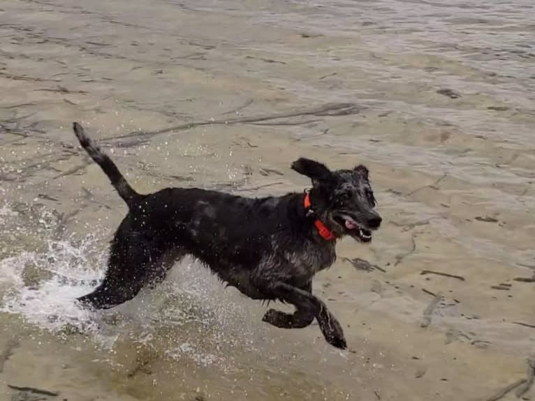 Roger, a Poodle (Small) and Labrador Retriever mix tested with EmbarkVet.com