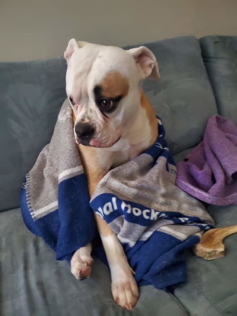 Piper, an American Bulldog tested with EmbarkVet.com