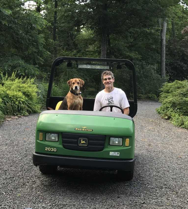 Charlie, an American Foxhound and Mountain Cur mix tested with EmbarkVet.com