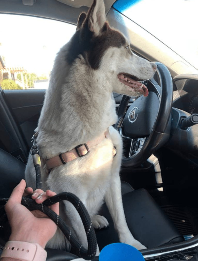 Kyah, a Siberian Husky tested with EmbarkVet.com