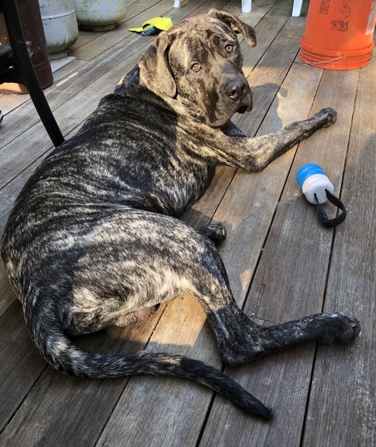 Godric Gryffindor Guzman, a Mastiff tested with EmbarkVet.com