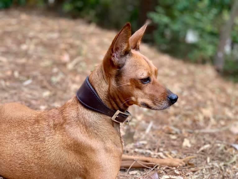 Phoebe, an European Village Dog and Miniature Pinscher mix tested with EmbarkVet.com