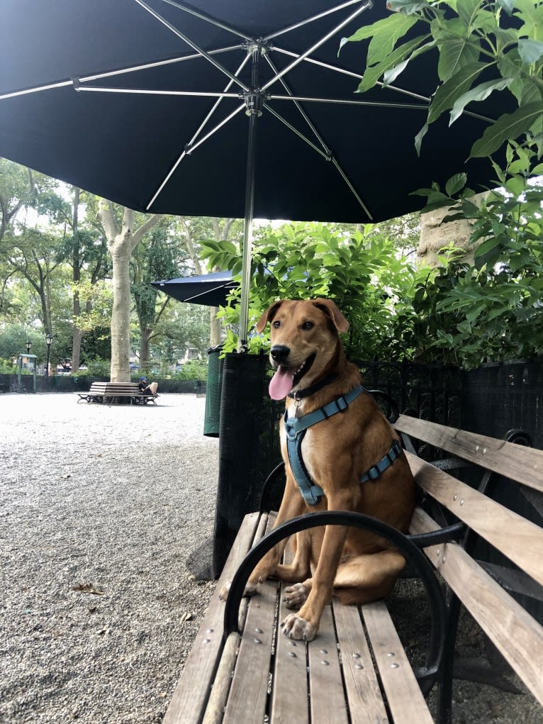 Cooper Lane, a German Shepherd Dog and Labrador Retriever mix tested with EmbarkVet.com