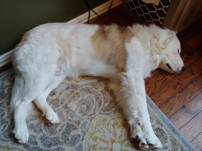 Bear, a Great Pyrenees and Labrador Retriever mix tested with EmbarkVet.com