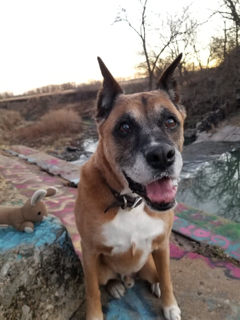 Vadar, a Boxer and Australian Shepherd mix tested with EmbarkVet.com