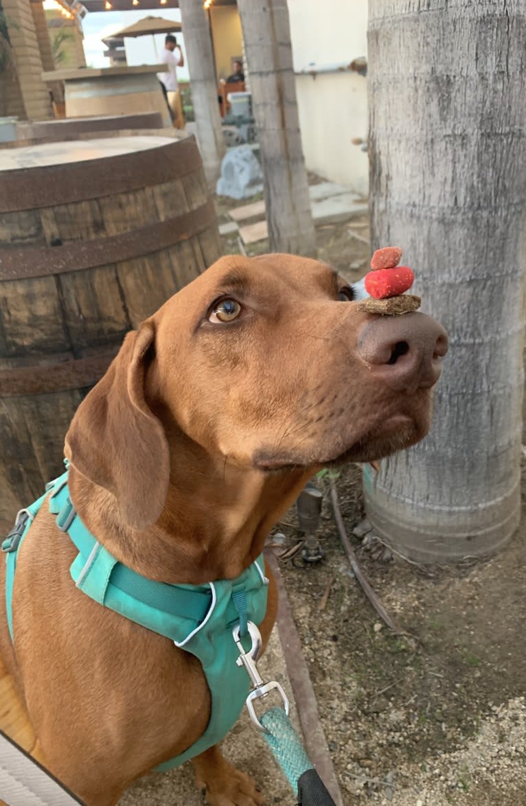 Nugget, a Doberman Pinscher and Neapolitan Mastiff mix tested with EmbarkVet.com