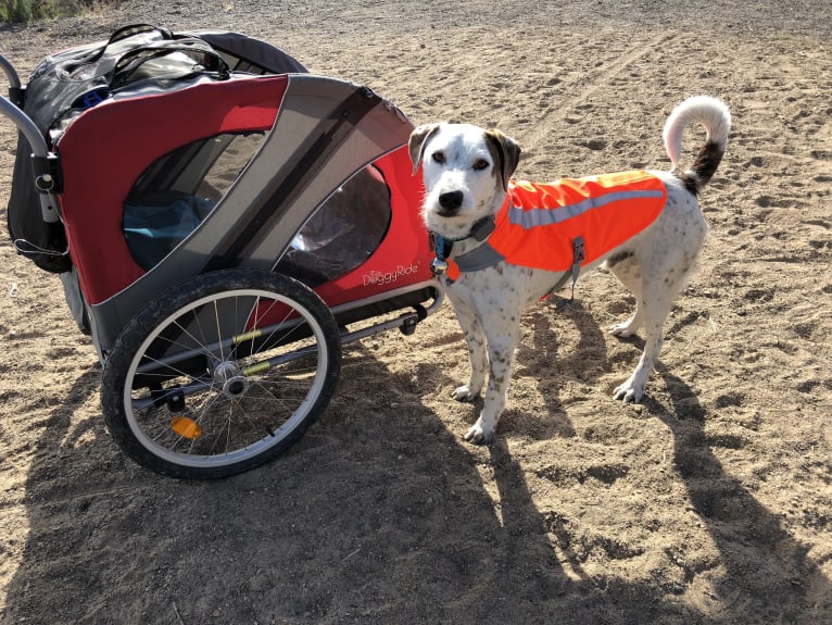 Sherlock, an Australian Cattle Dog and Poodle (Standard) mix tested with EmbarkVet.com