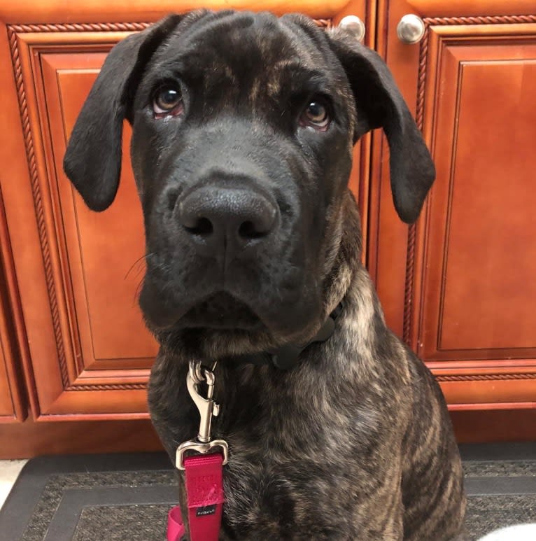 Artie, a Cane Corso tested with EmbarkVet.com