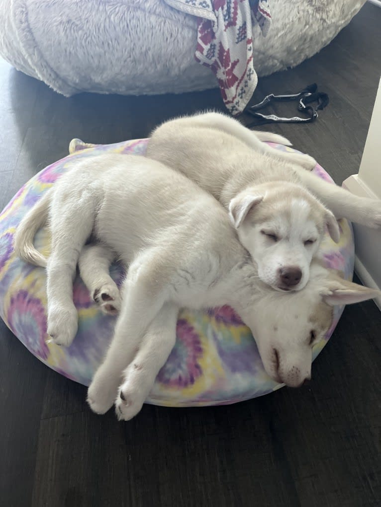 Azul, a Siberian Husky and Alaskan Malamute mix tested with EmbarkVet.com