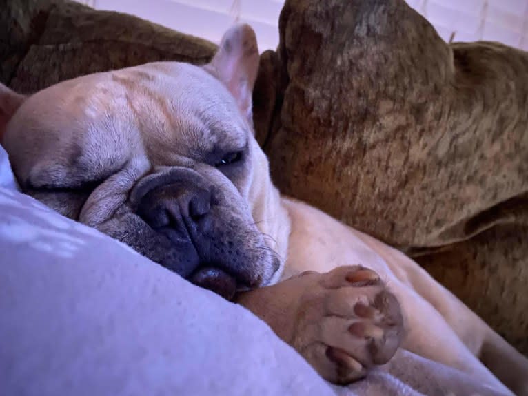 Stella Bean, or Butter Bean, a French Bulldog tested with EmbarkVet.com