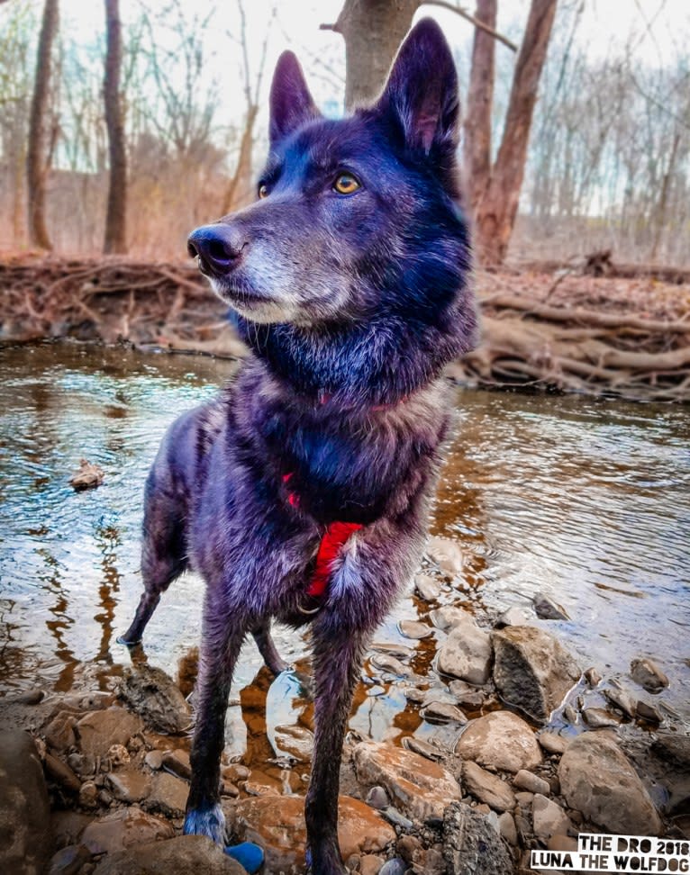 Luna a dog tested with EmbarkVet.com