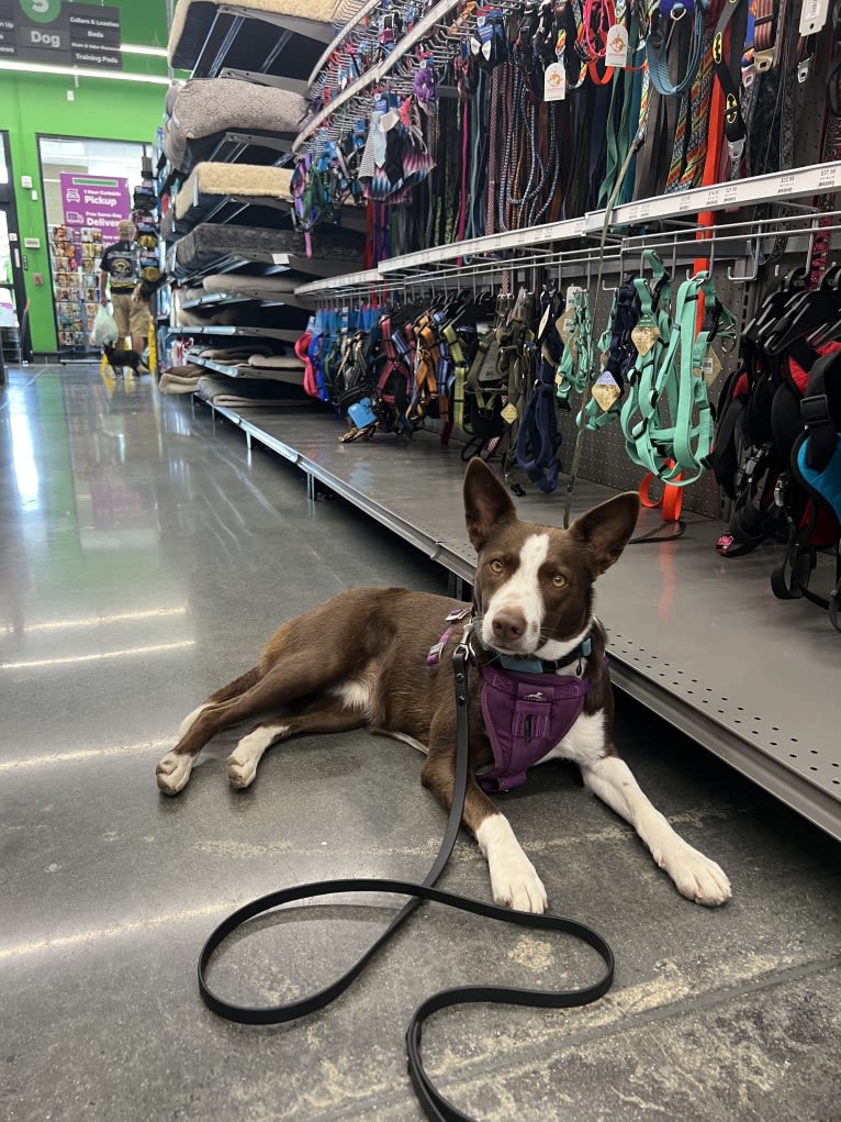 Margo, an Australian Cattle Dog and Border Collie mix tested with EmbarkVet.com