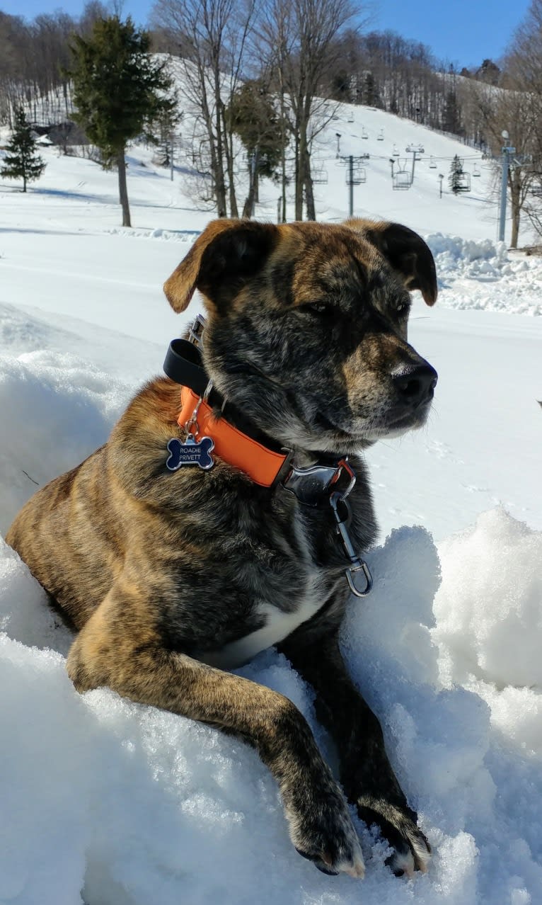 Roadie, a Labrador Retriever and Rottweiler mix tested with EmbarkVet.com