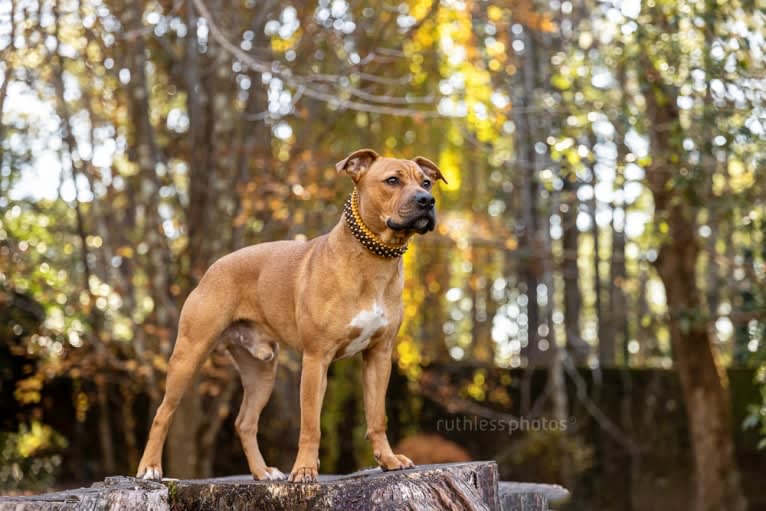 Ginger Ninja, a Staffordshire Bull Terrier and Boxer mix tested with EmbarkVet.com
