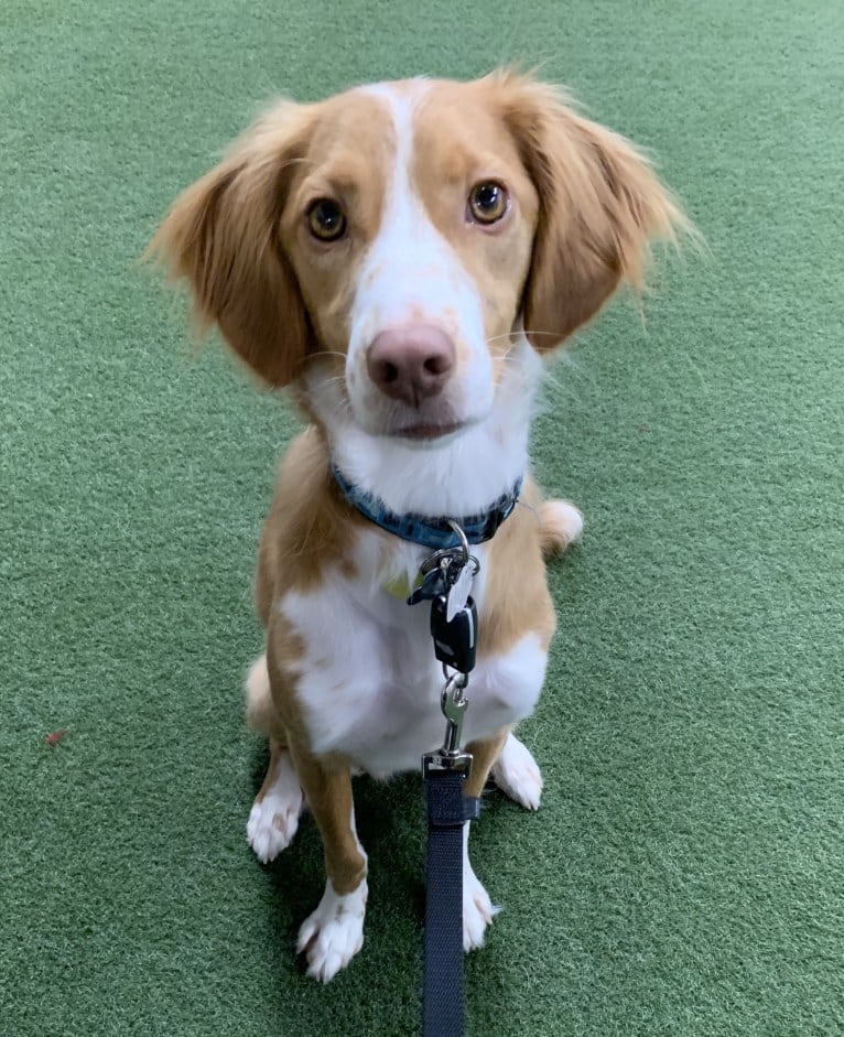 Rusty, a Brittany and Beagle mix tested with EmbarkVet.com