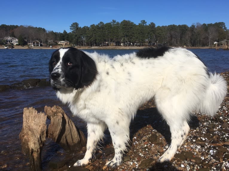 Osa Stott, a Newfoundland and Great Pyrenees mix tested with EmbarkVet.com