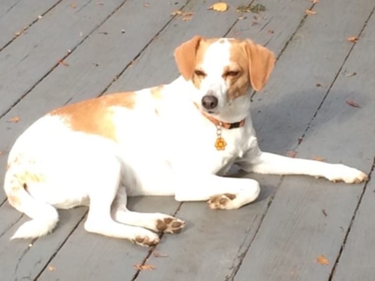 Riley, a Rat Terrier and Beagle mix tested with EmbarkVet.com