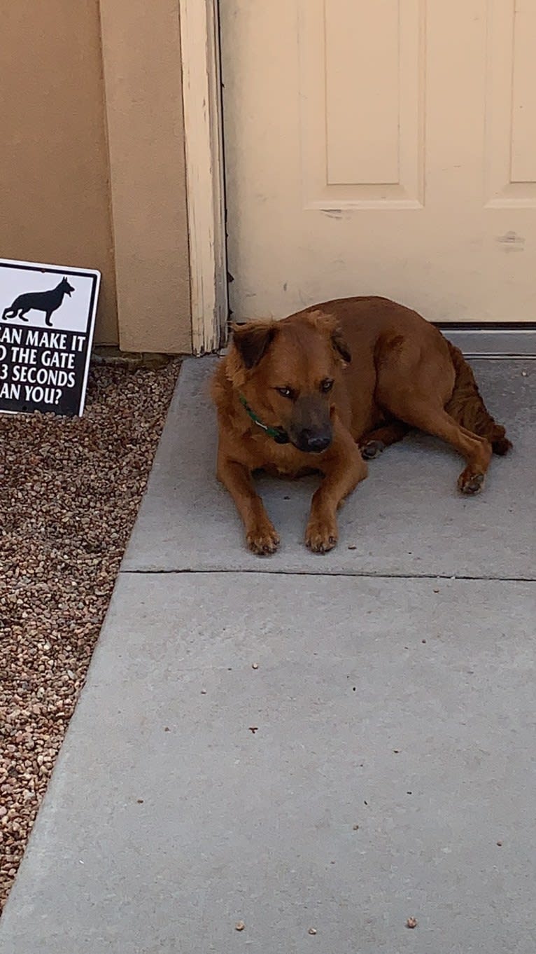 Tommy, an American Village Dog and Chow Chow mix tested with EmbarkVet.com