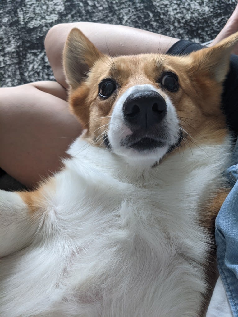 Fleur, a Pembroke Welsh Corgi tested with EmbarkVet.com