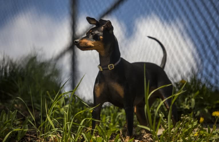 Biggie Smalls, a Miniature Pinscher tested with EmbarkVet.com