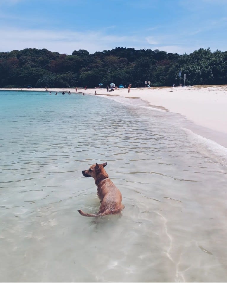 Tofu, a Southeast Asian Village Dog tested with EmbarkVet.com