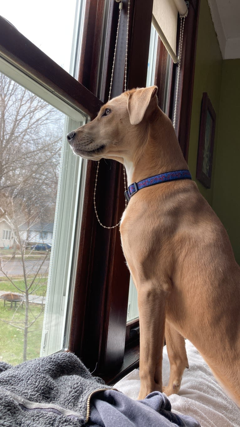 Lila, an American Pit Bull Terrier and Labrador Retriever mix tested with EmbarkVet.com