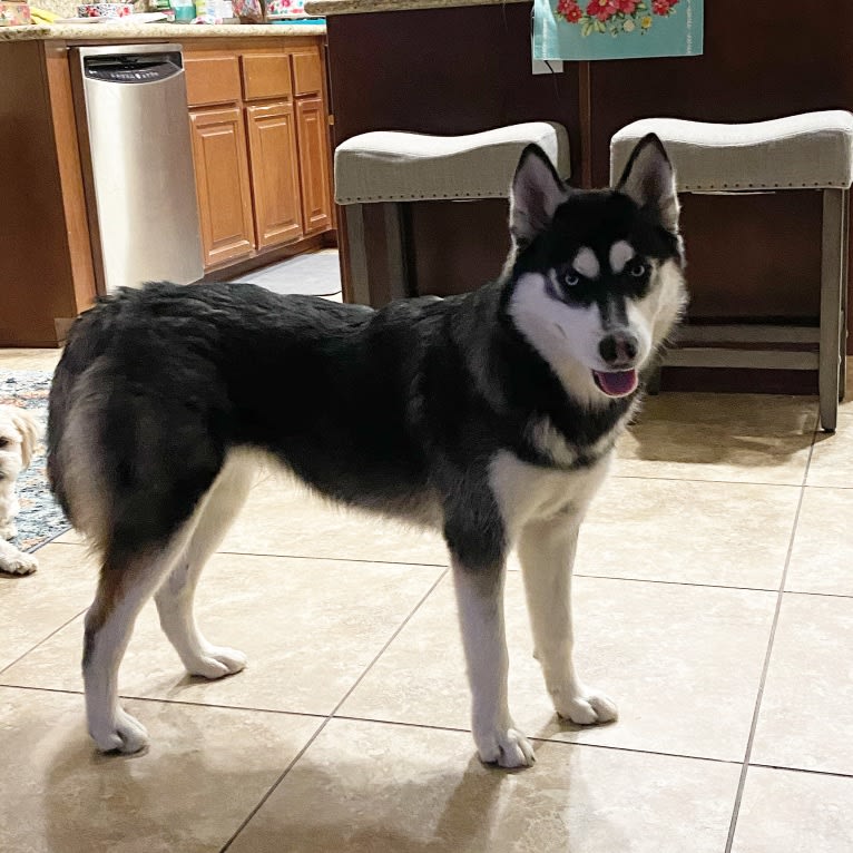 Shasta, a Siberian Husky tested with EmbarkVet.com