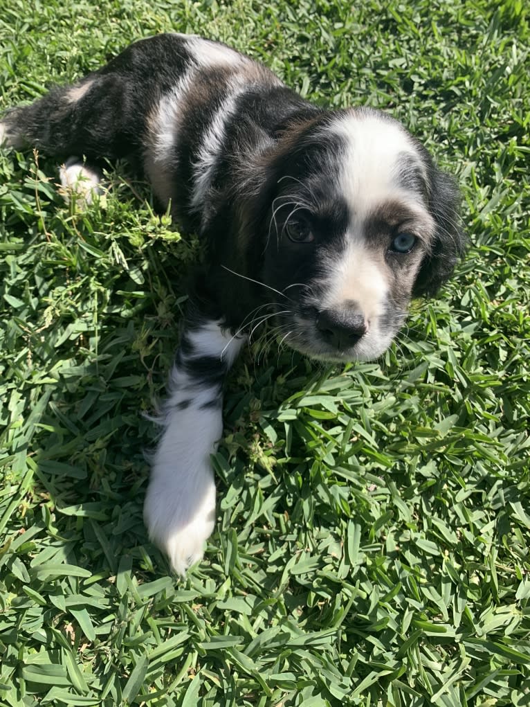 Vaquita, a Cocker Spaniel tested with EmbarkVet.com