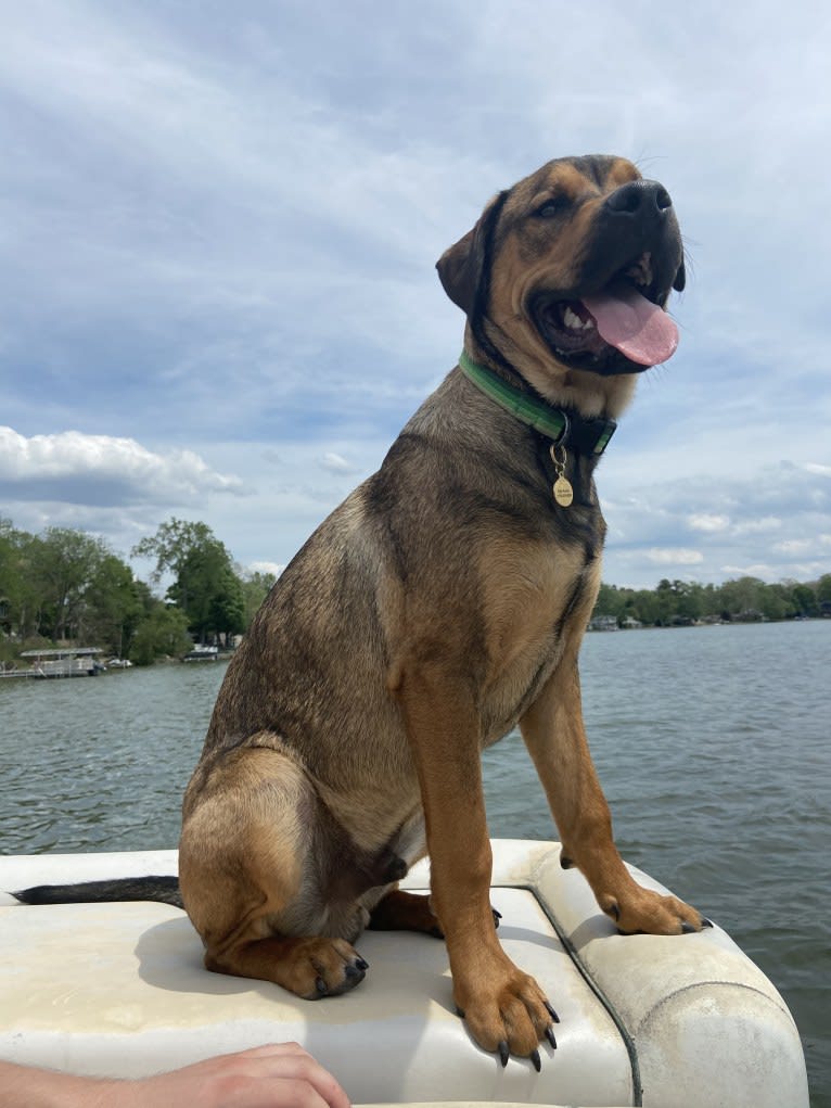 Lenny, a Rottweiler and American Pit Bull Terrier mix tested with EmbarkVet.com