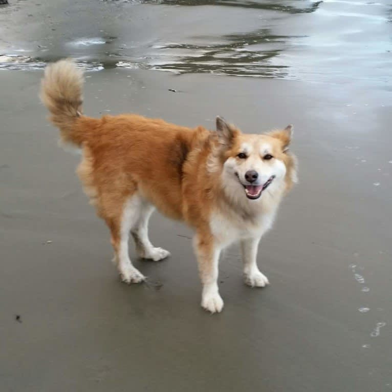 Amber, an Australian Cattle Dog and German Shepherd Dog mix tested with EmbarkVet.com