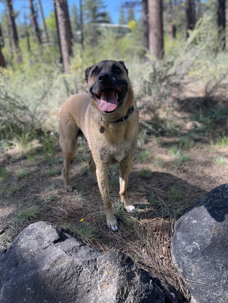 Pancho, a Boxer and Border Collie mix tested with EmbarkVet.com