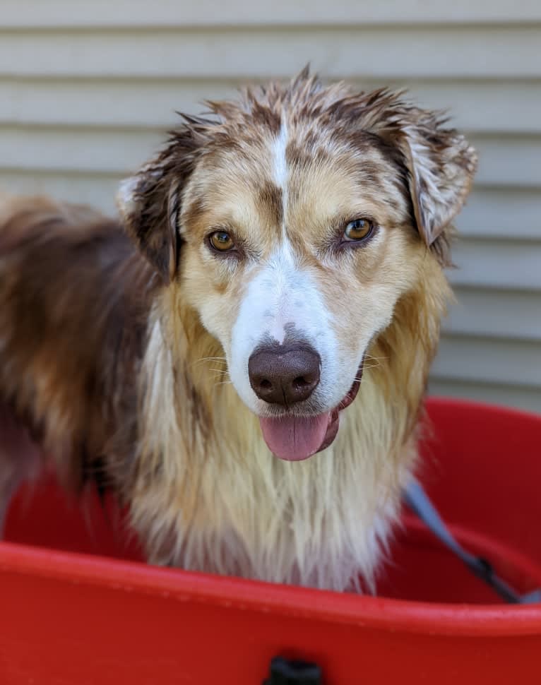 Neville, an Australian Shepherd tested with EmbarkVet.com