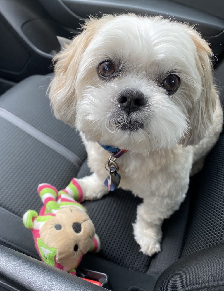 Leo, a Shih Tzu tested with EmbarkVet.com