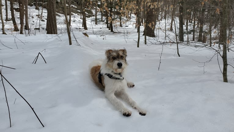 Aleksei Lundgårdh, an Eastern European Village Dog tested with EmbarkVet.com