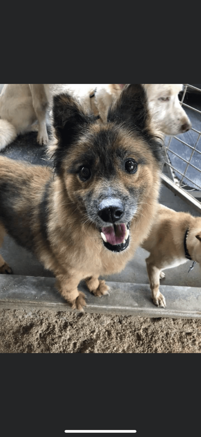 Maru, a Japanese or Korean Village Dog tested with EmbarkVet.com