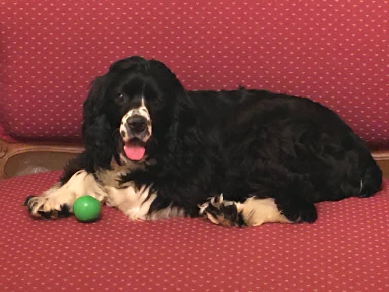 Ricky, a Cocker Spaniel tested with EmbarkVet.com