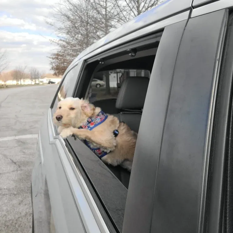 Sunnie, a Goldendoodle tested with EmbarkVet.com