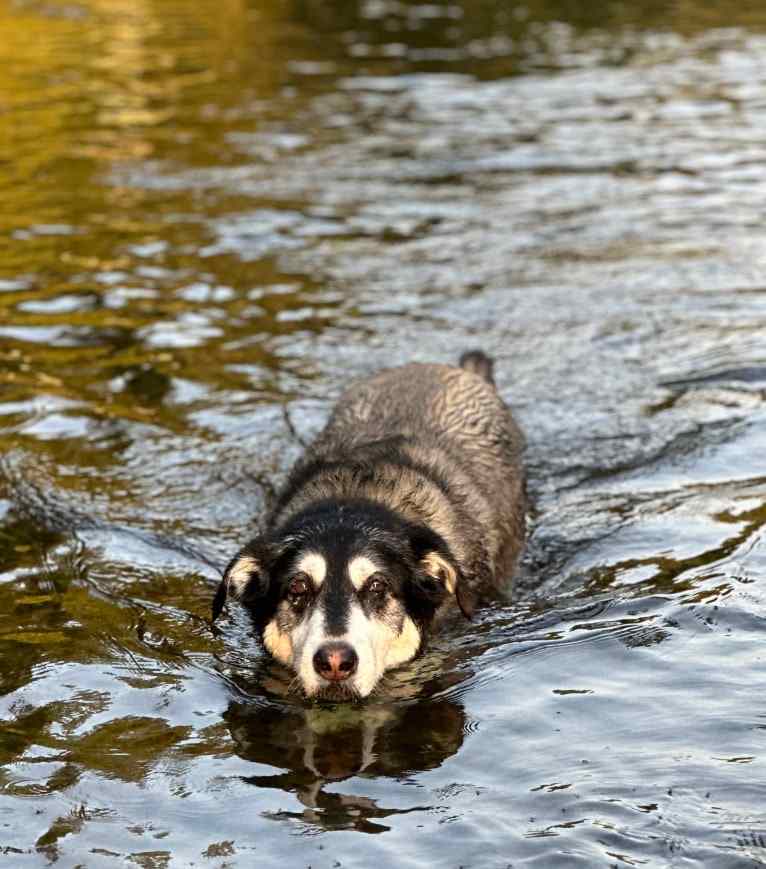 Keira, an Alaskan Malamute and Siberian Husky mix tested with EmbarkVet.com