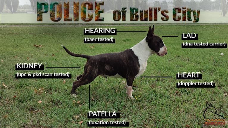 Police of Bull's City, a Bull Terrier tested with EmbarkVet.com