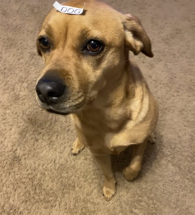 Winnie, a Chinese Shar-Pei and Cocker Spaniel mix tested with EmbarkVet.com