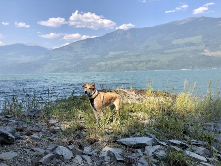 Bear, a Great Pyrenees and Australian Cattle Dog mix tested with EmbarkVet.com