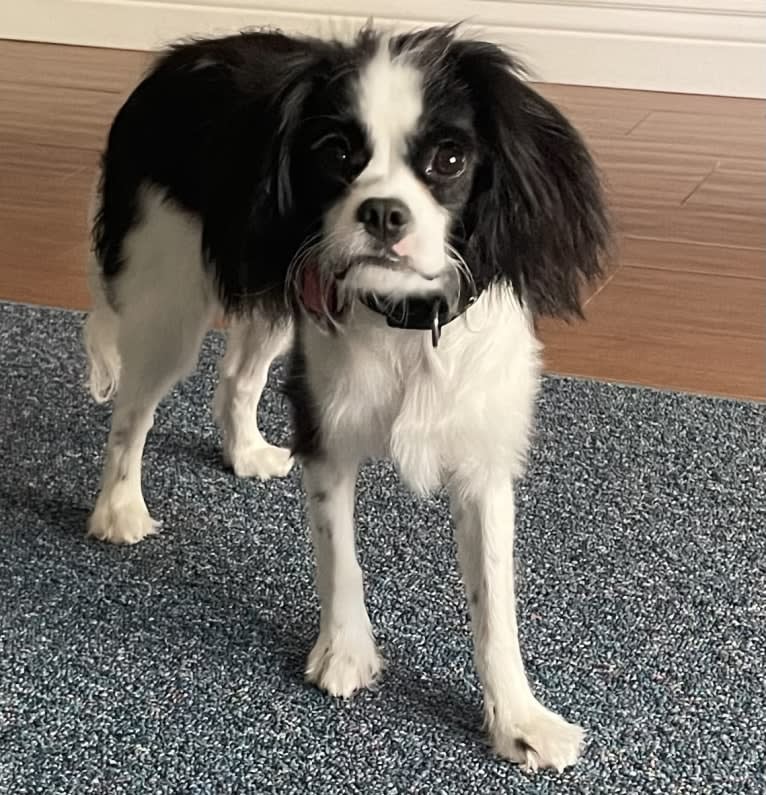 Zorro, a Cavalier King Charles Spaniel and Japanese Chin mix tested with EmbarkVet.com