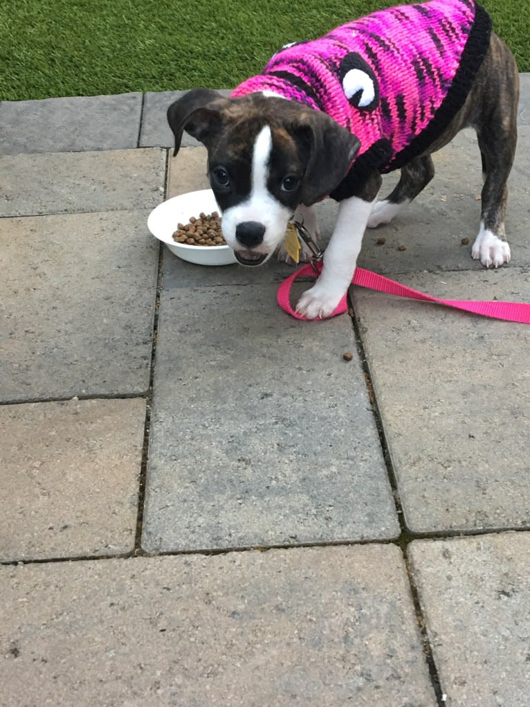Ada, an American Staffordshire Terrier and Bulldog mix tested with EmbarkVet.com